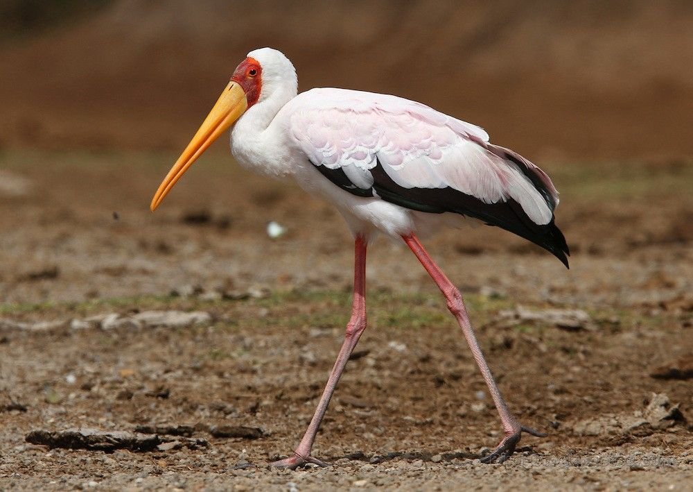 Yellow-billed Stork in Tanzania